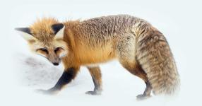 Rüyada Tilki Görmek