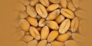 Rüyada Buğday Kaynatmak