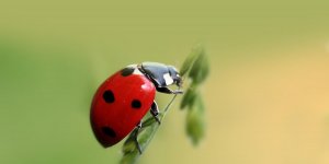 ruyada karinca gormek yuvasi ve surusu ne anlama gelir diyadinnet haber