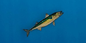 Rüyada Uskumru Balığı Görmek