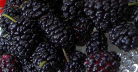 Rüyada Karadut Yemek