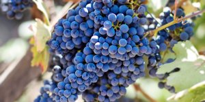 Rüyada Üzüm Görmek