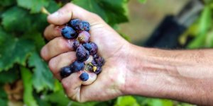 Rüyada Üzüm Sıkmak