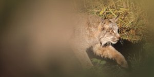 Rüyada Vaşak Görmek