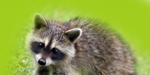 Rüyada Rakun Görmek