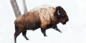 Rüyada Bizon Görmek