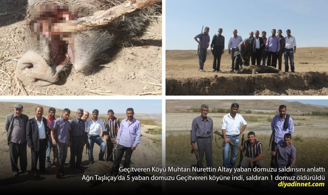 Ağrı'da 5 Yaban Domuzu Köye İndi: Vatandaşa Saldıran Domuz Vuruldu