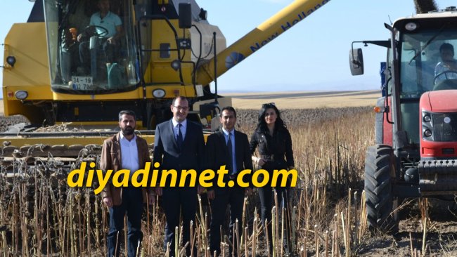 Tutak Ocakbaşı Köyünde Bin 300 Dönüm Alanda Yağlık Ayçiçeği Hasadı Başladı