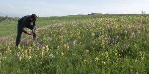 Taşlıçay yaylaları çiçeklerle renklendi