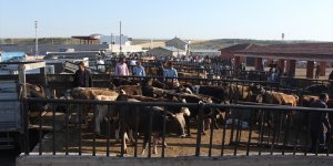 Ağrı'da Kurban Bayramı öncesinde kurbanlık sevkiyatı hızlandı