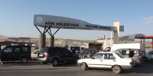 Bir ton 100 kiloluk 'Şahin' alıcı bekliyor