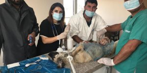 Ağrı'da sokak hayvanları kısırlaştırılıyor