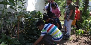 Minik öğrencilerin okul bahçesinde hasat heyecanı