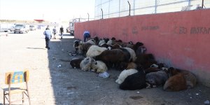 Hayvan pazarlarında bayram bereketi