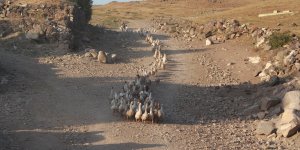 Emekli öğretmen kaz çiftliği kurdu