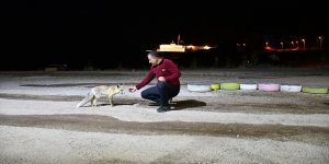 'Kurnaz' tilkiler ilçe sakinleri ve turistlerin maskotu oldu