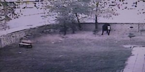 Kamyondan düşen ineği yakalama çabaları komedi filmlerini aratmadı