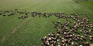 Ağrı Dağı'nın etekleri, doğaya çıkan küçükbaş hayvanlarla renklendi