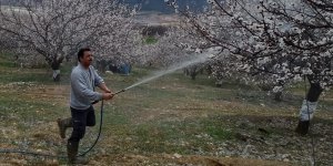 Baskil'de kayısı ağaçları ilaçlanıyor