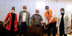 Elazığ'da üreticilere devlet desteğiyle 500 koç dağıtıldı