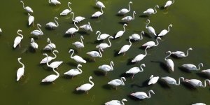 Van'da flamingoların konakladığı alanlar turizme kazandırılacak