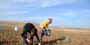 Ahlat patatesinden 350 milyon lira gelir bekleniyor