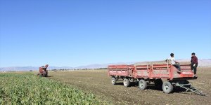 Muş'ta şeker pancarından 450 milyon lira gelir beklentisi