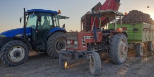 Ağrı'da çiftçilerin zorlu şeker pancarı hasadı devam ediyor