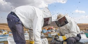 Havaların soğuduğu Kars'ta bal üreticileri arıları erken 'kışlattı'
