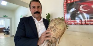 Ağrı'da şeker pancarının bir kökü 10 kiloya ulaştı