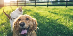 HEKTAŞ, M Oil İstasyon ziyaretçilerinin can dostlarına destek oluyor