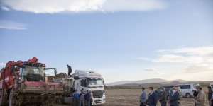 Ahlat'ta şeker pancarı hasadı