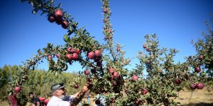 Bitlis'te devlet desteğiyle oluşturulan elma bahçelerinden 20 milyon lira gelir bekleniyor