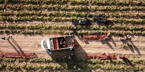 Bitlis'te desteklemelerle yıllık üretim kapasitesi 1,5 milyar lirayı aştı