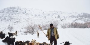 Tunceli'de dağ köylerinde yaşayan besicilerin keçileriyle zorlu yolculuğu