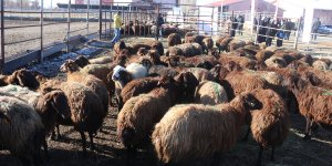 Ağrı'da "5 Yılda 750 Bin Koyun Projesi" ile çiftçiler koyunlarını almaya başladı