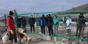 Yüksekova'daki "can dostlar" sıcak yuvalarına kavuştu