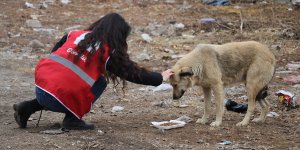 Kızılay gönüllüleri Kovid-19 kısıtlamasında sokak hayvanlarını unutmadı