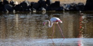 'Büyük flamingo' Ağrı Dağı Milli Parkı'nda beslenirken görüntülendi