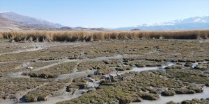 Göçmen kuşlar Ekşisu Sazlığı'nı mesken tuttu