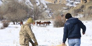 Yılkı atları ve yaban hayvanları için Munzur Dağı'na yem bırakıldı