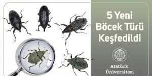 Atatürk Üniversitesi akademisyenleri 5 yeni böcek türü keşfetti