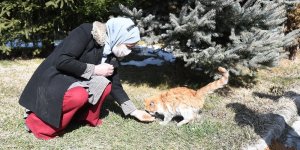Çatak'ta sokak hayvanları için mama bırakıldı