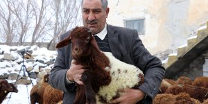 Ağrı’da devlet desteği alan besiciler şimdi kuzuların sevincini yaşıyor