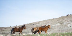 Tunceli'nin dağ köylerindeki yılkı atları fotoğraf tutkunlarını cezbediyor