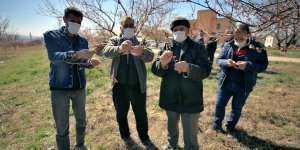 Elazığ'da zirai don kayısı ağaçlarındaki verimi olumsuz etkiledi