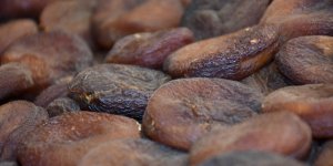 Malatya kayısısının tüketimi ve değeri TMO ve Tarım Kredi Kooperatifleriyle artacak