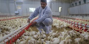 Devlet desteği ile çiftlik kurdu, yılda 300 bin TL kazanmaya başladı