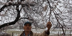 Malatya'da kayısı üreticileri manolya hastalığı ve zirai don tedirginliği yaşıyor