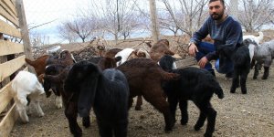 Süt için aldığı keçiler, çift çift kuzulayınca sürü sahibi oldu